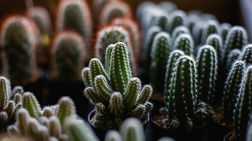 Close-up of succulent plant