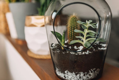 Close-up photo of succulent plants growing in glass plant terrarium on shelf