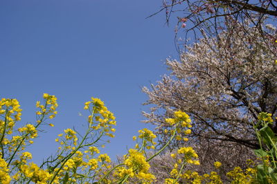 Low angle view of yellow flowers