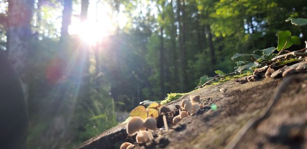 Sun shining through trees in forest