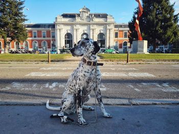 Dalmatian dog sitting on street against barcelona nord