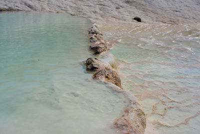 High angle view of turtle in sea