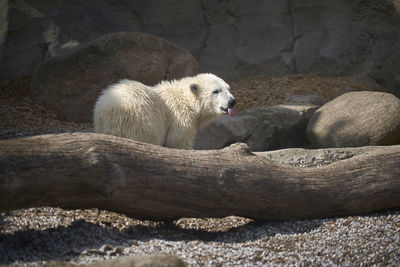 Polar bear sticking out tongue while standing by driftwood on field