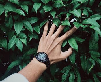 Cropped image of hand touching leaves