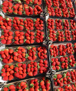 Many small boxes of ripe red freshly picked strawberries ready for export