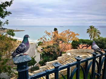 Birds perching on railing against sea