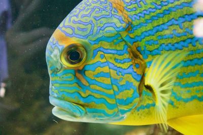 Close-up of fish swimming in sea