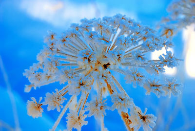 Close-up of frozen plant against blue sky