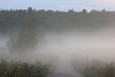 Trees in foggy weather