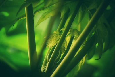 Close-up of fresh green leaf
