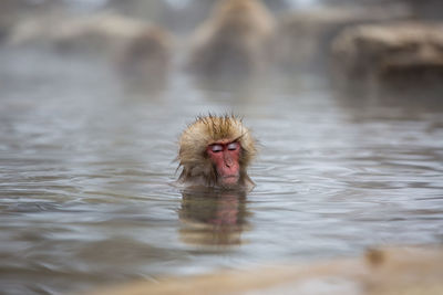 Monkey swimming in lake