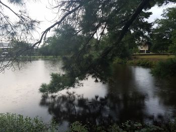 Reflection of trees in lake