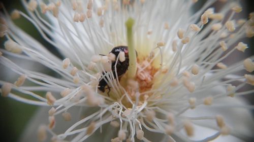 Close-up of insect on flower