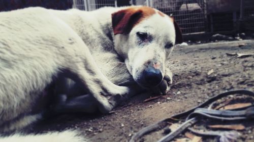 Close-up of dog sleeping