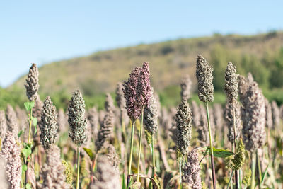 Close-up of flowering plants on field against sky