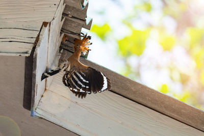 Low angle view of bird flying against built structure