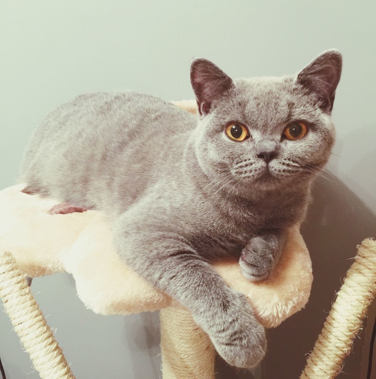 domestic cat, indoors, pets, cat, domestic animals, animal themes, one animal, feline, mammal, whisker, relaxation, portrait, home interior, looking at camera, resting, close-up, bed, sitting, sofa