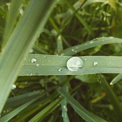 Close-up of water drops on grass