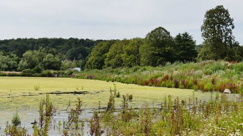 Scenic view of field against sky