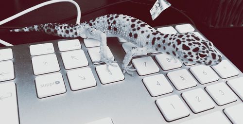 High angle view of computer keyboard