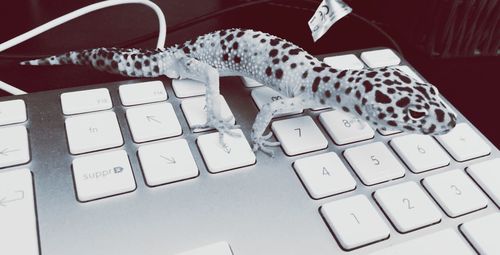 High angle view of lézard on computer keyboard 