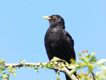 Low angle view of bird perching on branch against sky