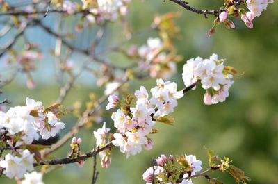 Close-up of white cherry blossoms in spring