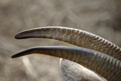 Close-up of horns