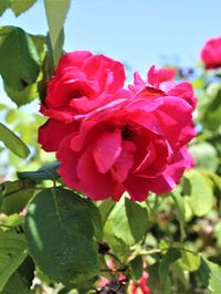 Close-up of pink rose