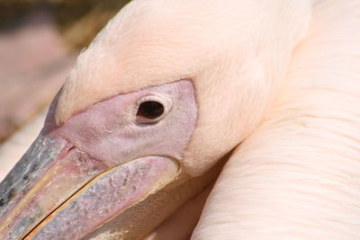 Close-up of bird