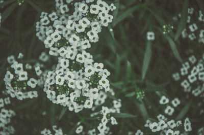 Close-up of flowers