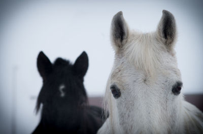 Close-up of two horse's faces