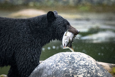 Side view of an animal on rock