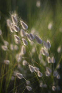 Close-up of dandelion on field