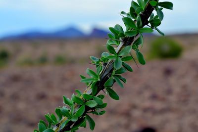 Close-up of plant growing outdoors