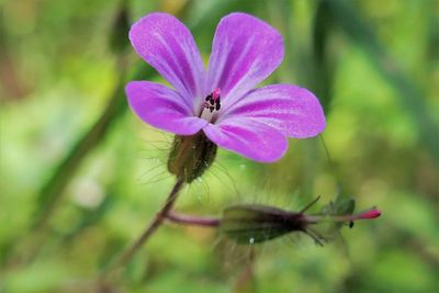 Close-up of insect on pink flower