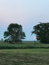 Tree on field against clear sky