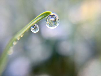 Close-up of water drops on plant