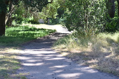 Narrow walkway along trees