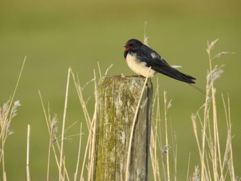 Bird perching on wooden pole