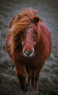 Close-up of horse