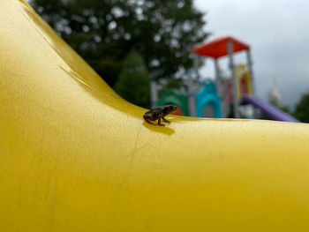 Close-up of bee on yellow flower