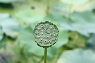 Close-up of lotus water lily in lake