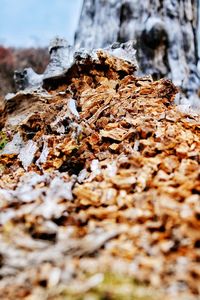 Close up of leaves