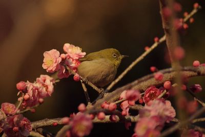 Bird perching on flower tree