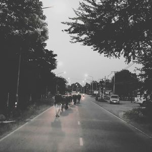 View of people walking on road along trees