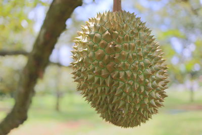 Close-up of succulent plant durian thailand