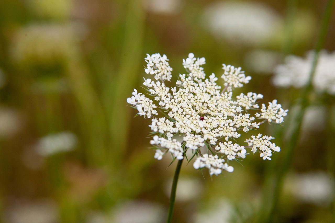 flower, flowering plant, plant, beauty in nature, freshness, fragility, vulnerability, growth, white color, selective focus, day, nature, close-up, focus on foreground, flower head, inflorescence, no people, outdoors, field, petal