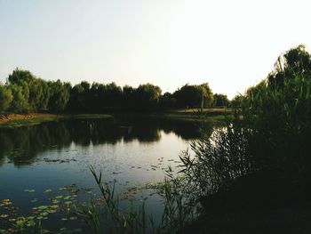 Reflection of trees in water