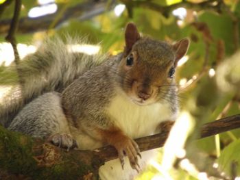 Close-up of squirrel